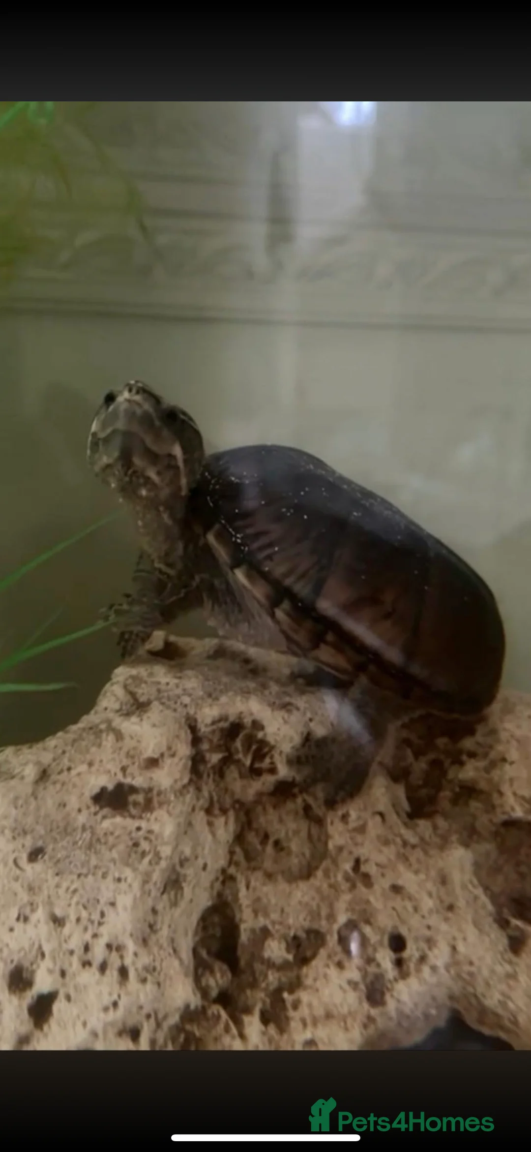 Turtle reptiles for sale: Turtle 🐢  - Advert 1