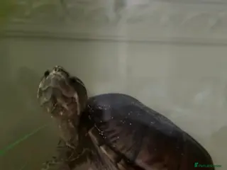 Turtle reptiles Turtle 🐢 - Advert 1