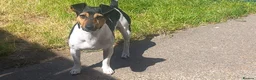 Jack Russell dogs for stud: Traditional smooth coated Tri colour jack Russell  - Advert 11