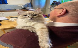 Ragdoll cats for sale: Lynx Seal Point and Seal Ragdoll Kittens - Image 9