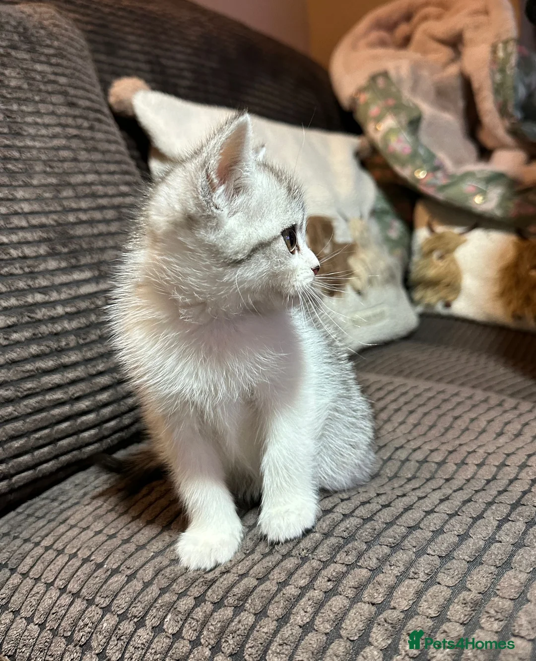 Manx cats for sale: ❤️ 5 adorable & mischievous Manx kittens  ❤️ - Advert 3