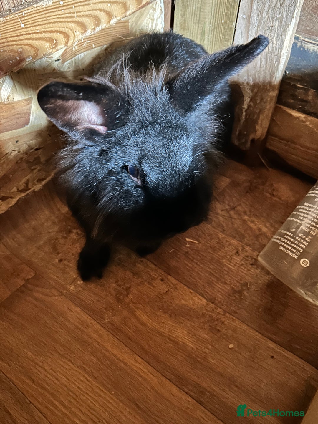 Mixed Breed rabbits for sale: Lionhead/ French giant mixed breed - Advert 2