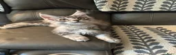 Maine Coon cats for sale: 3 Beautiful Maine Coon kittens forsale in Ammanford - Advert 21