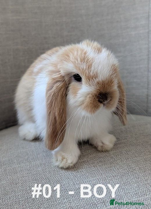 Mini Lop rabbits Exceptional Mini-Lops. Collect: Sun 16th August - Advert 2