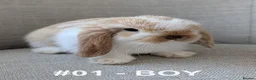 Mini Lop rabbits for sale: Exceptional Mini-Lops. Collect: Sun 16th August - Advert 2