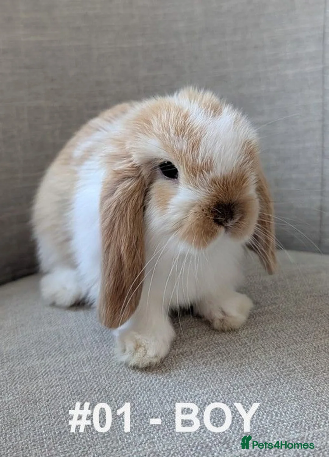 Mini Lop rabbits for sale: Exceptional Mini-Lops. Collect: Sun 16th August - Advert 2