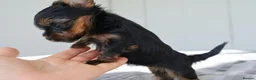 Yorkshire Terrier dogs for sale: Adorable Yorkshire Terrier Puppies 5 11.11.2026 - Advert 22