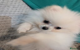 Pomeranian dogs for sale: Puppy Pomeranian miniature  - Advert 1