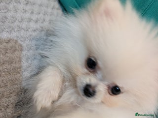 Pomeranian dogs Puppy Pomeranian miniature - Advert 1