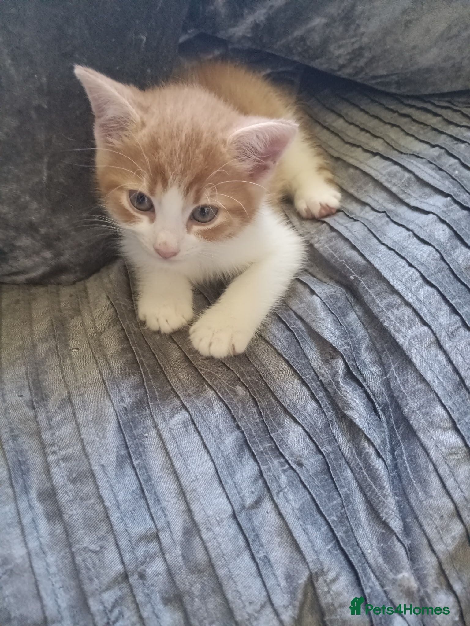 Arabian Mau cats Gorgeous kittens  - Advert 1