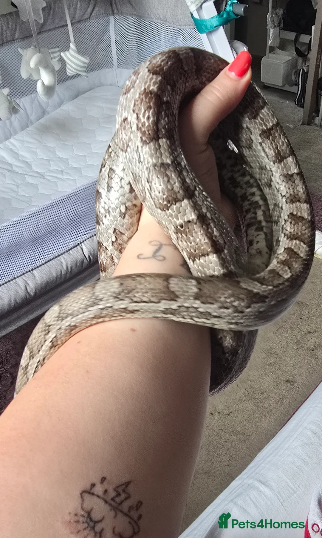 Corn Snake reptiles for sale: Corn snake in Bristol - Advert 7