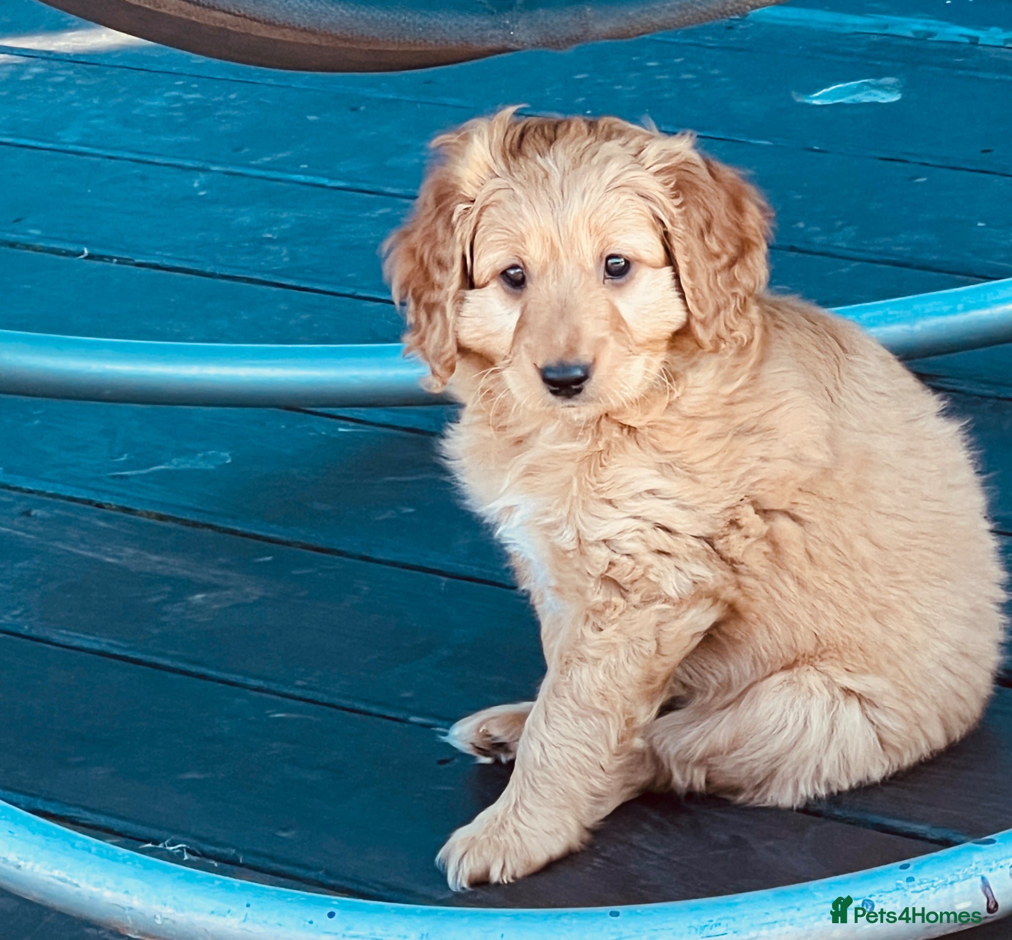 Mixed Breed dogs Hassan H - Advert 2