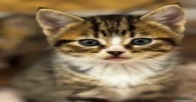 British Shorthair cats British shorthair mixed with tabby - Advert 6