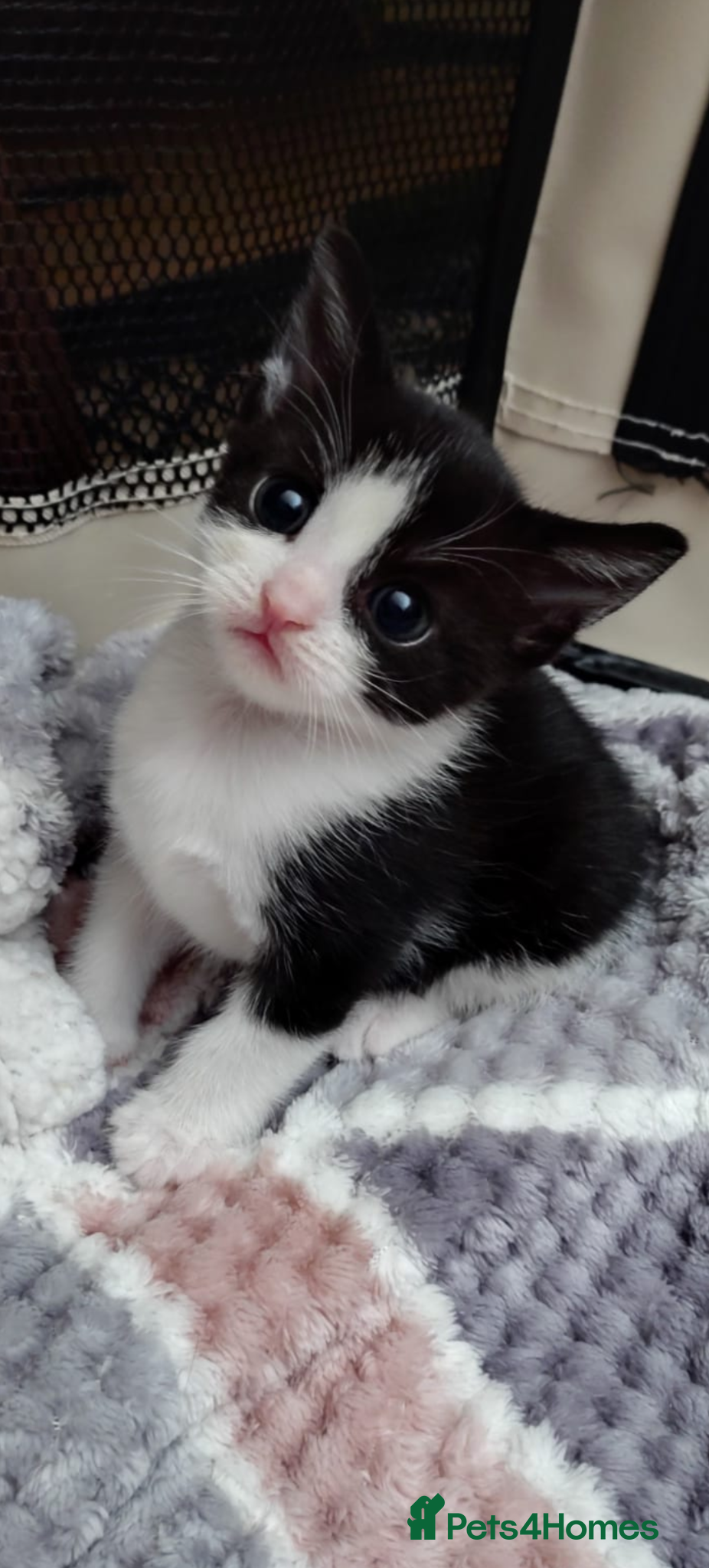 Mixed Breed cats for sale: 8 week old kitten looking for forever home - Advert 5
