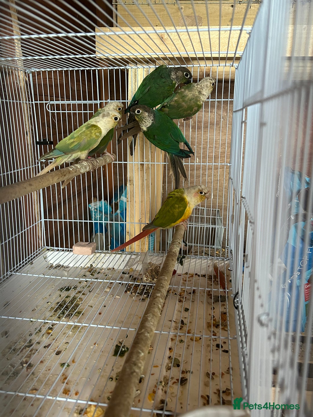 Conures birds for sale: Conures  - Image 5