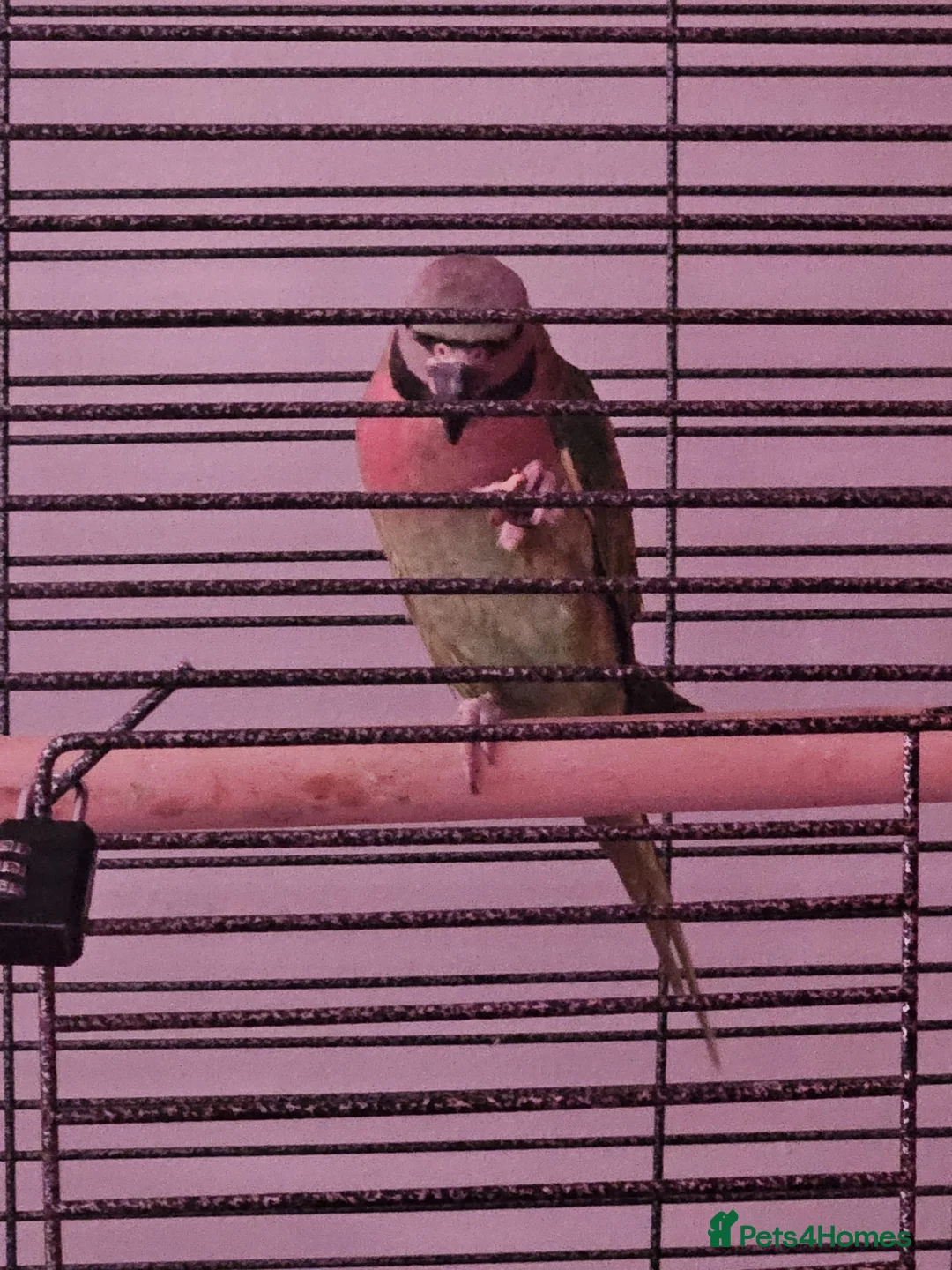 Parakeets birds for sale: Moustache Parakeet  in Carlisle - Advert 3