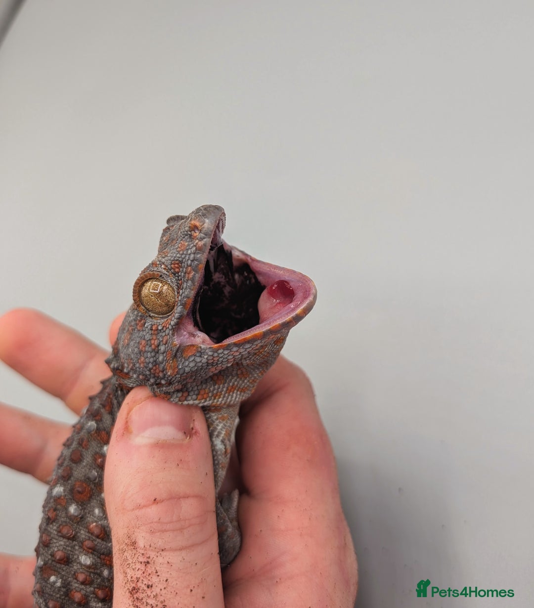 Gecko reptiles for sale: Male Tokay Gecko Proven  - Advert 4