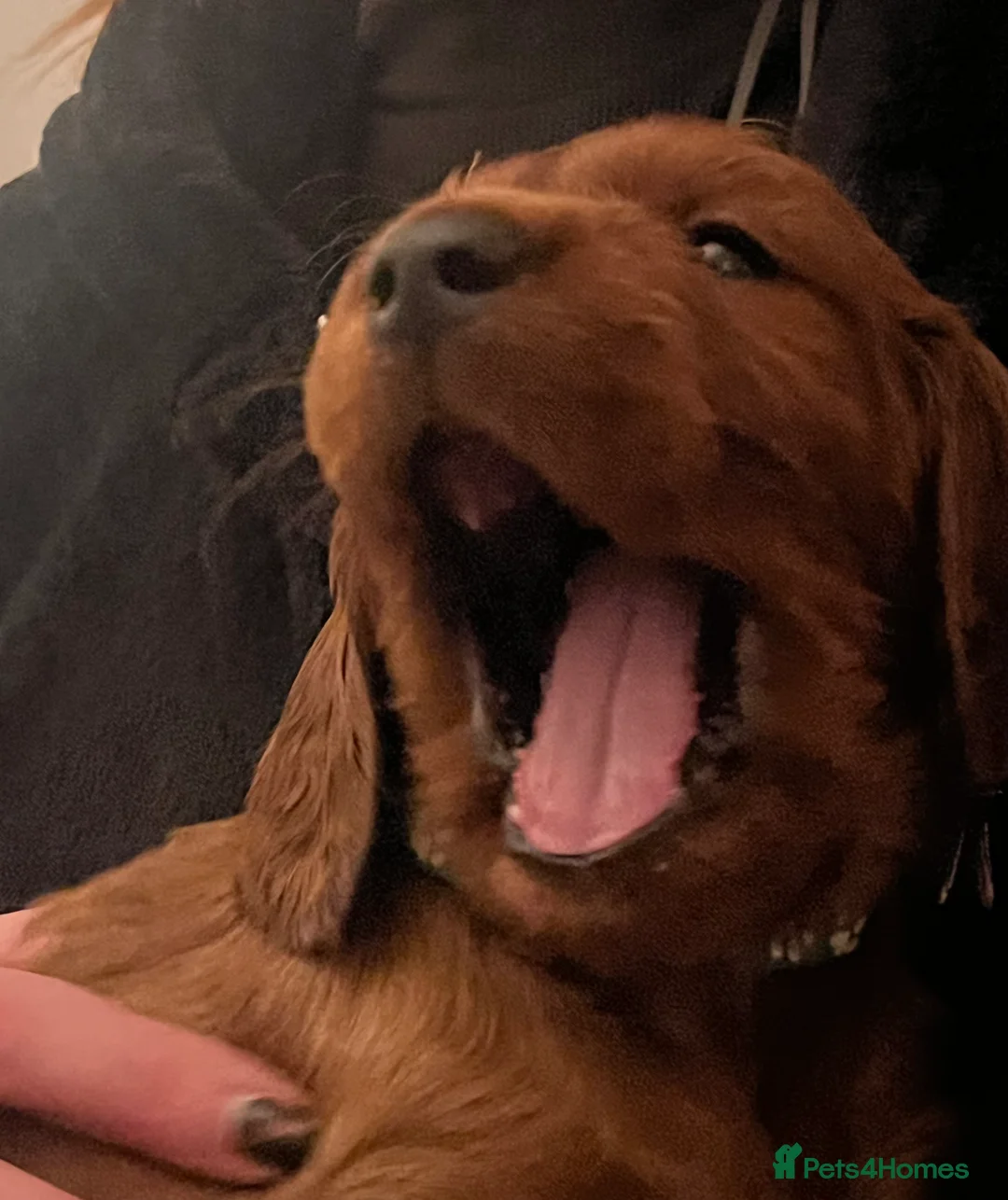 Irish Setter dogs for sale: Quality Irish setter puppies KC Registered - Advert 7