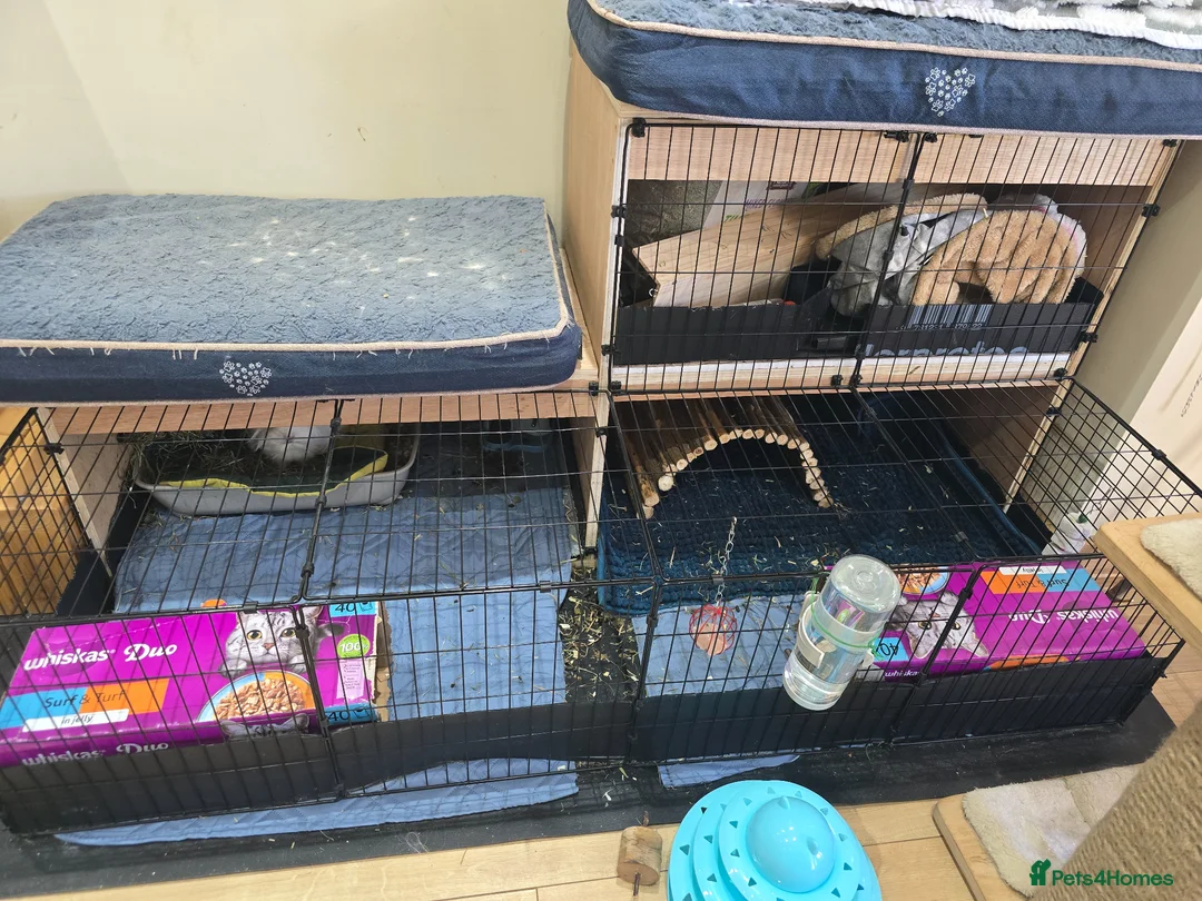 Guinea Pig rodents for sale: 2 Female Guinea Pigs - Advert 8