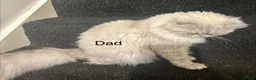 Persian cats for sale: 3 Stunning Kittens  - Advert 19