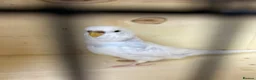 Budgerigars birds for sale: Female budgies  - Advert 4