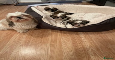 Shih Tzu dogs - Advert 16