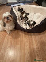 Shih Tzu dogs - Advert 1