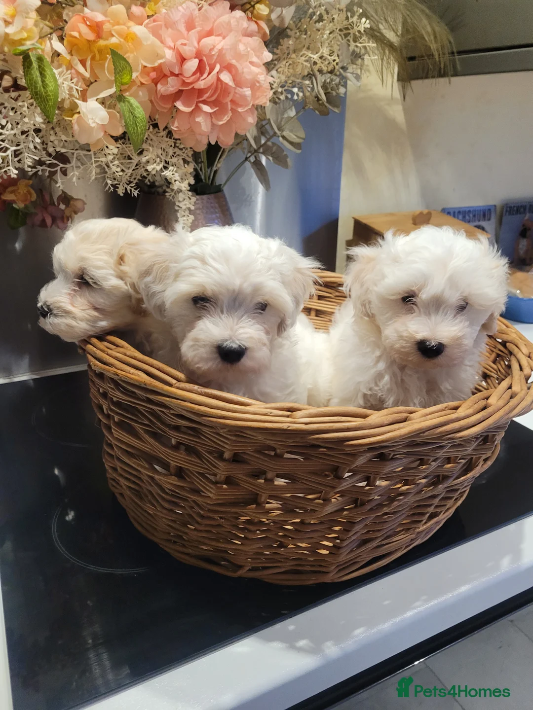 Maltipoo dogs for sale: F1 maltipoo in Wisbech - Advert 1