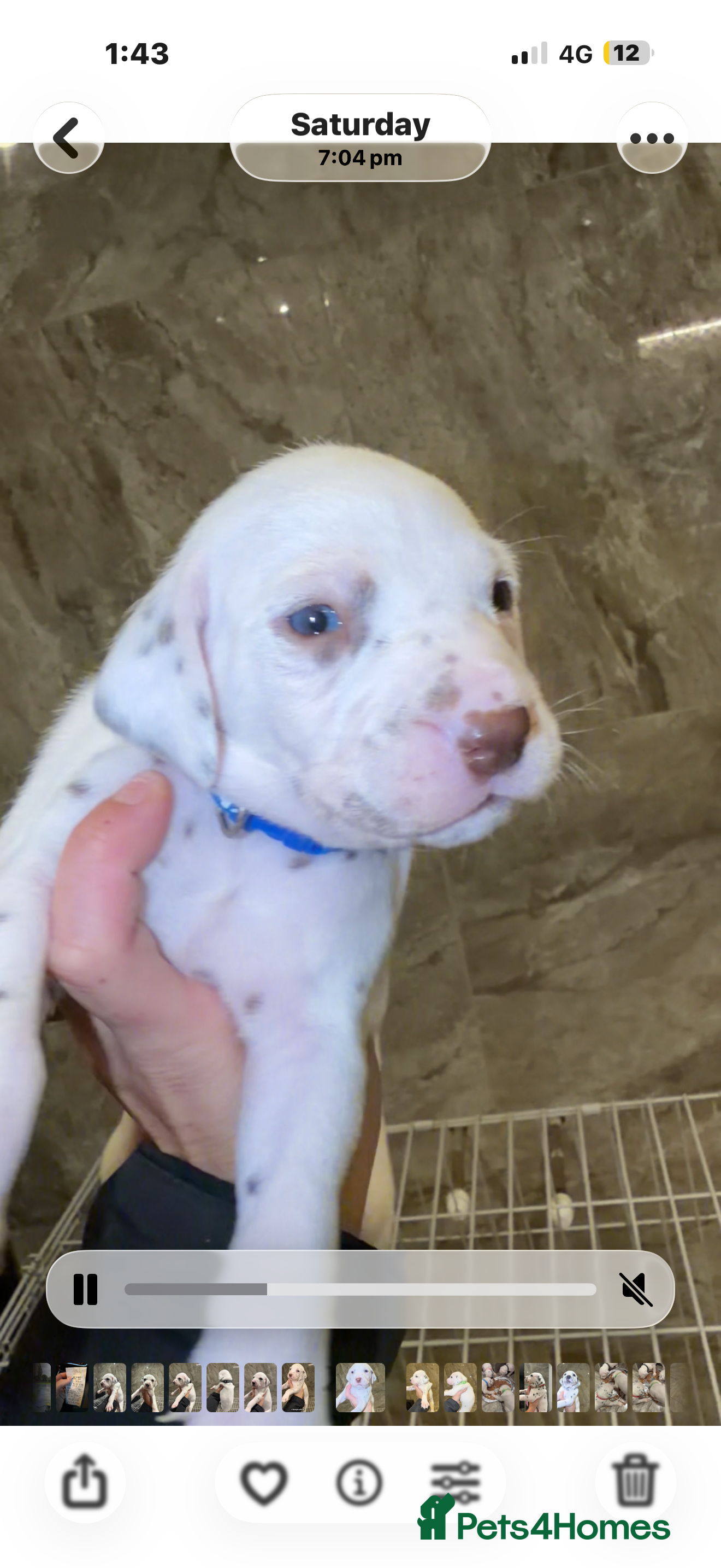 Dalmatian dogs for sale: 🏆🐾TOP QUALITY! DALMATIANS READY NOVEMBER  🐾🏆 - Advert 2