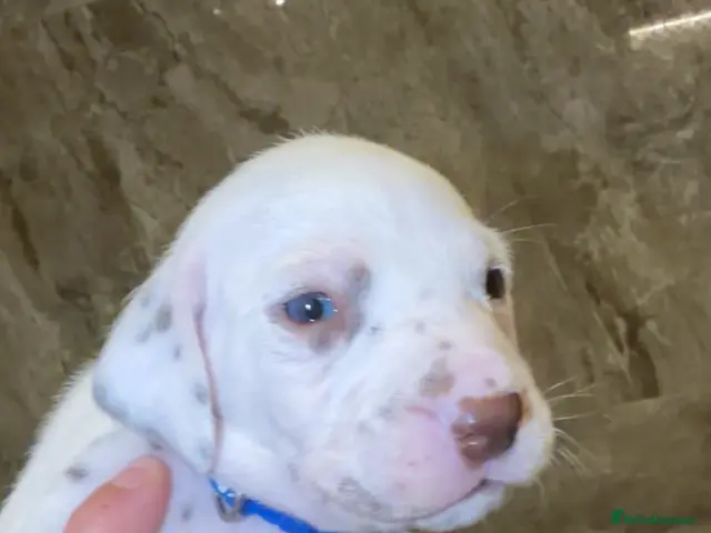Dalmatian dogs for sale: 🏆🐾TOP QUALITY! DALMATIANS READY NOVEMBER 🐾🏆 - Advert 2