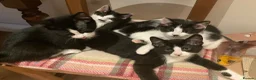 Domestic Shorthair cats for sale: Beautiful kittens ready now - Advert 1