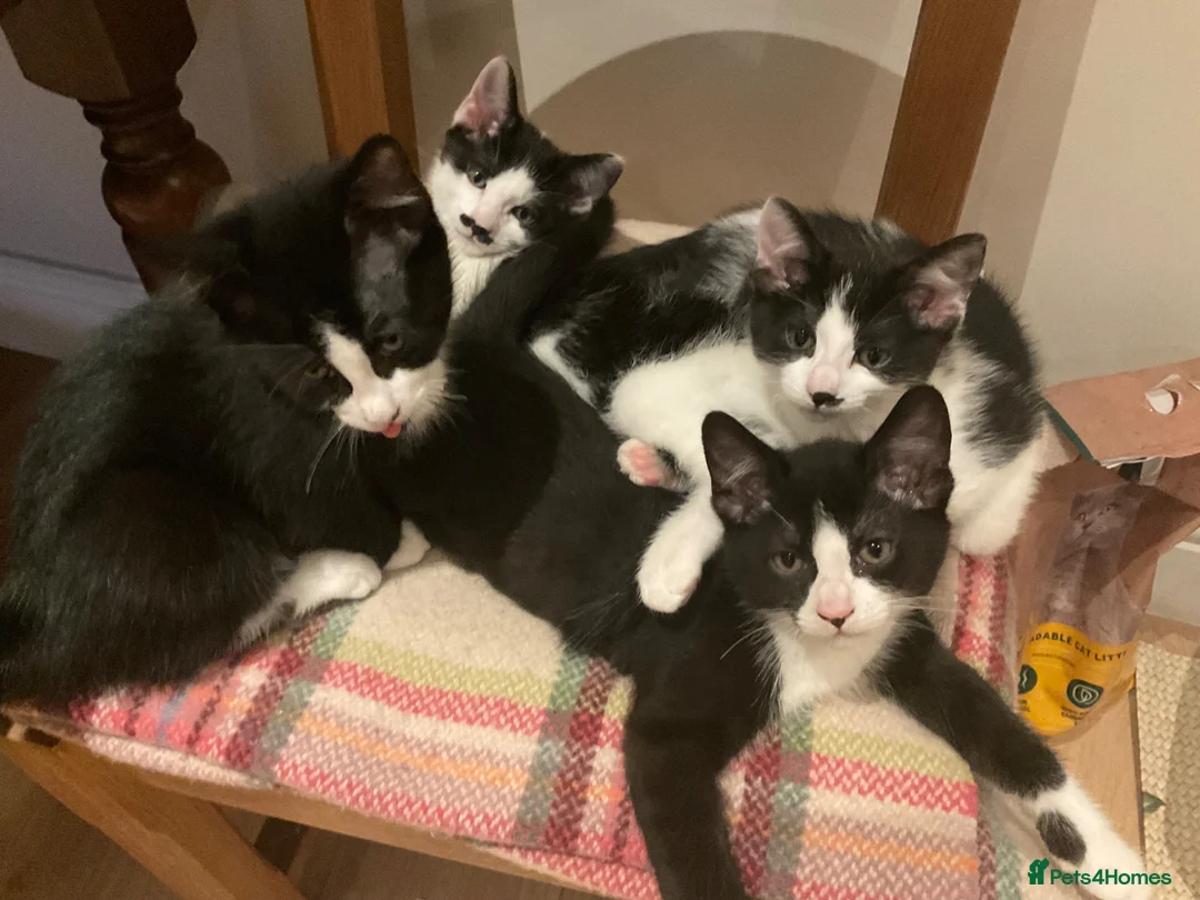 Domestic Shorthair cats for sale: Beautiful kittens ready now - Advert 1