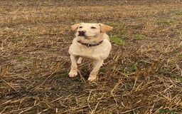 Labrador Retriever dogs for sale: KC Reg many Champion lines Drakeshead in pedigree  - Image 21
