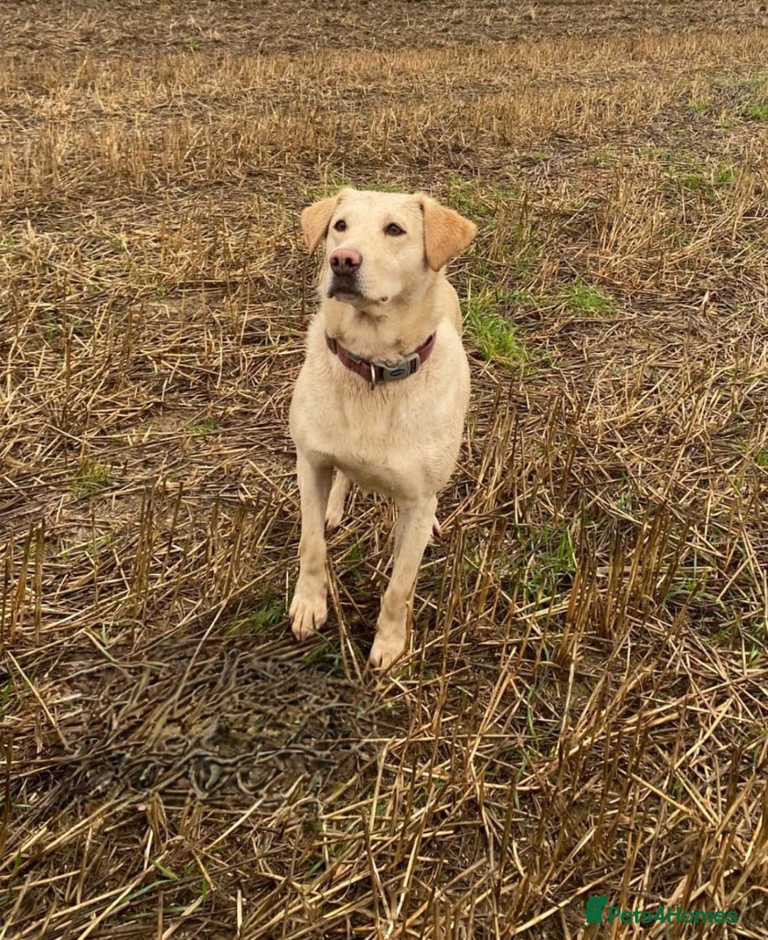 Labrador Retriever dogs for sale: KC Reg many Champion lines Drakeshead in pedigree  - Image 21