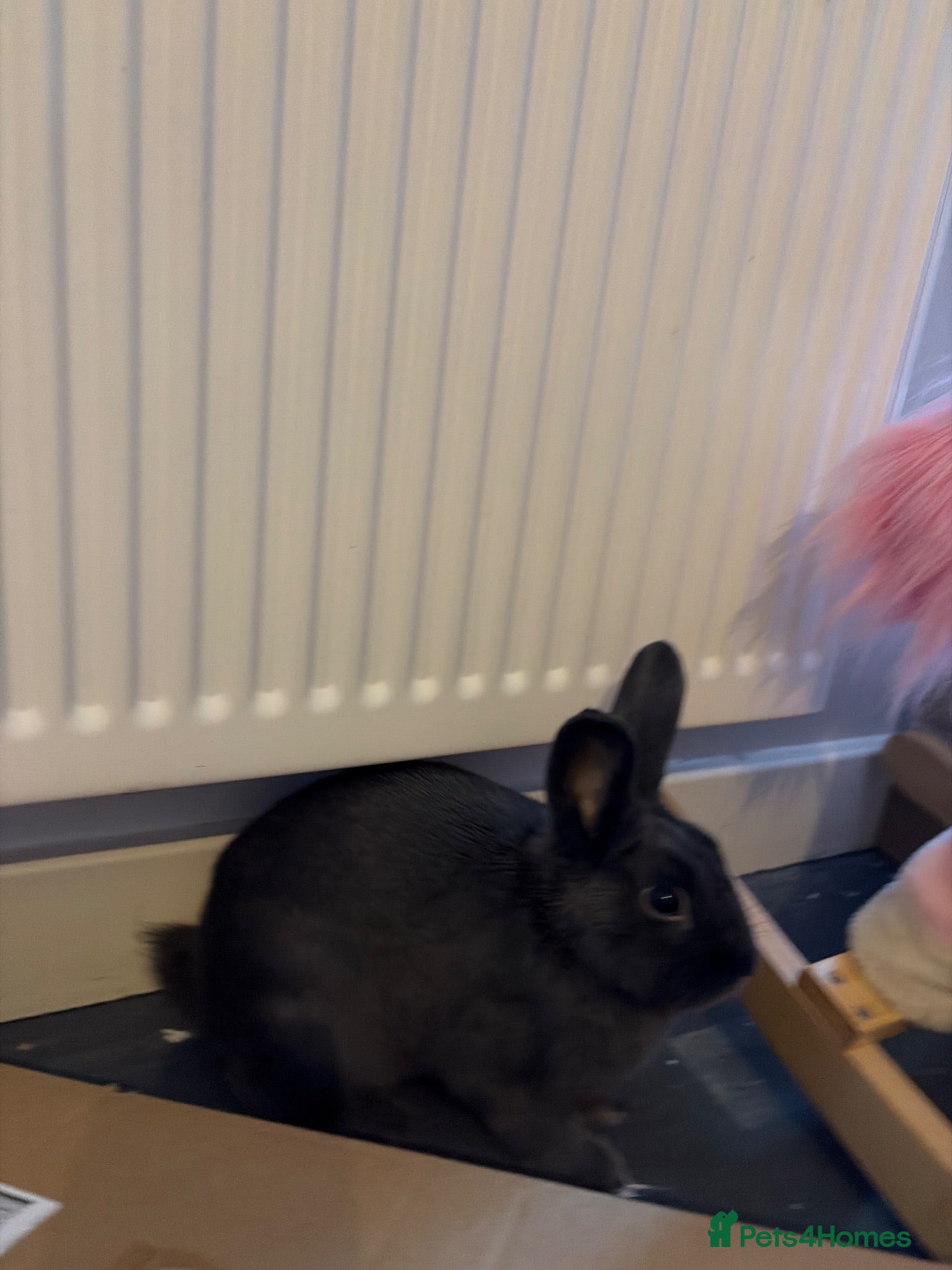 Mixed Breed rabbits Male blue rabbit  - Advert 2