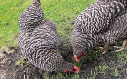 Chickens poultry for sale: 4 egg laying hens for sale with chicken coop  - Image 1