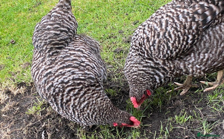 Chickens poultry - Advert 1