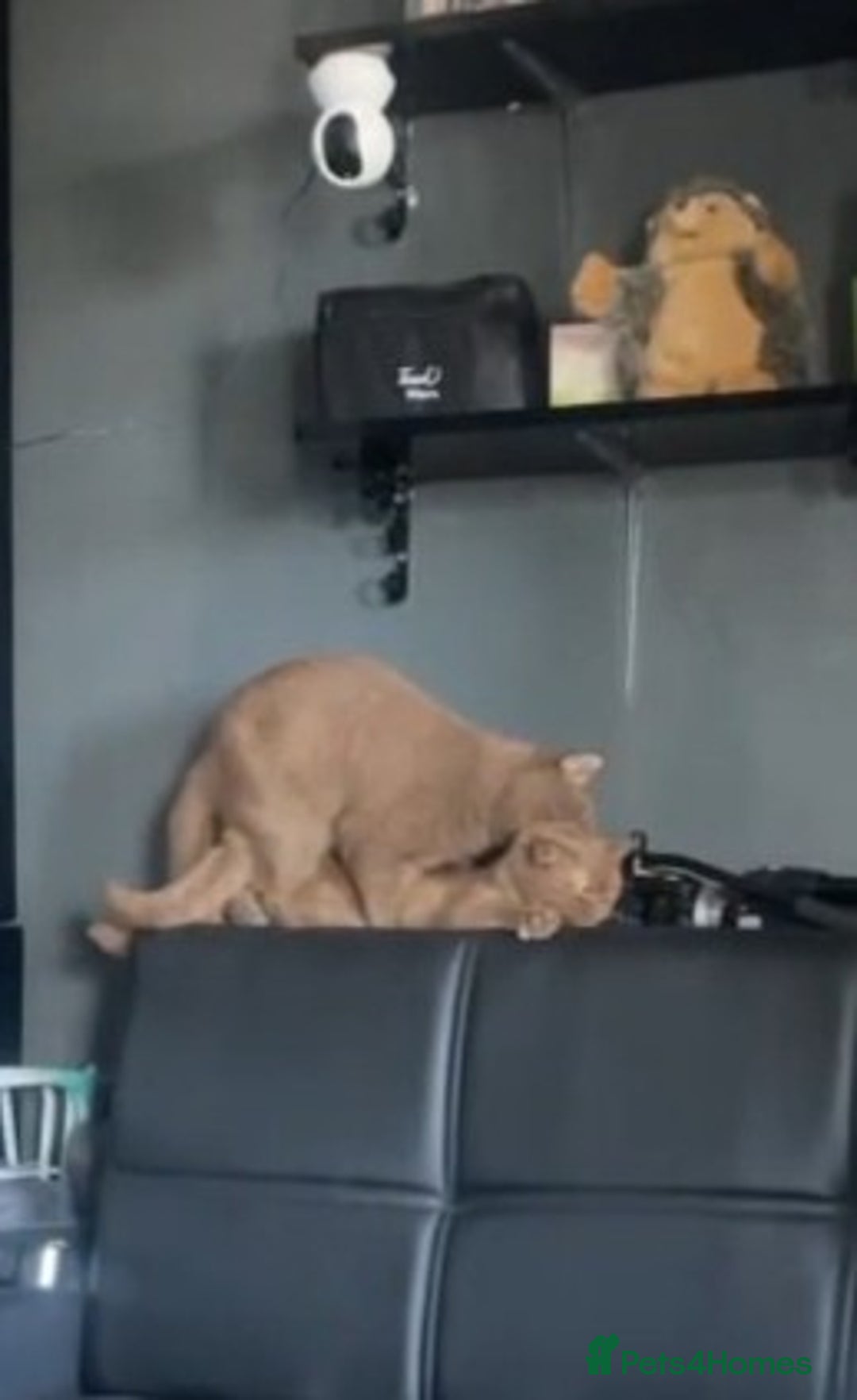 British Shorthair cats for stud: 💦CINNAMON🩸Blood B❣️GCCF & TICA 💙STUD only  - Advert 16