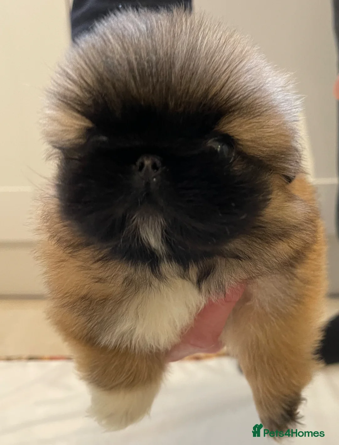 Pekingese dogs for sale: ❤️Gorgeous KC Reg Pekingese pups❤️ - Advert 1
