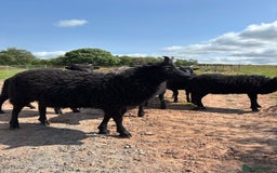 Sheep livestock for sale: 2 Hebridean Wethers Looking For New Home - Image 4