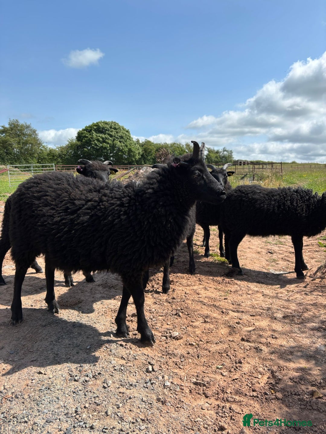 Sheep livestock for sale: 2 Hebridean Wethers Looking For New Home - Image 4