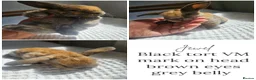 Mini Lop rabbits for sale: Mini Plush Lops - Rainbow Litter Suffolk - Advert 9