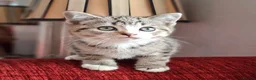 British Shorthair cats for sale: Gorgeous kittens! - Advert 23