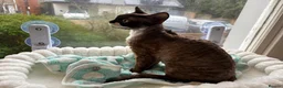 Devon Rex cats for stud: Chocolate Stud boy - Advert 3