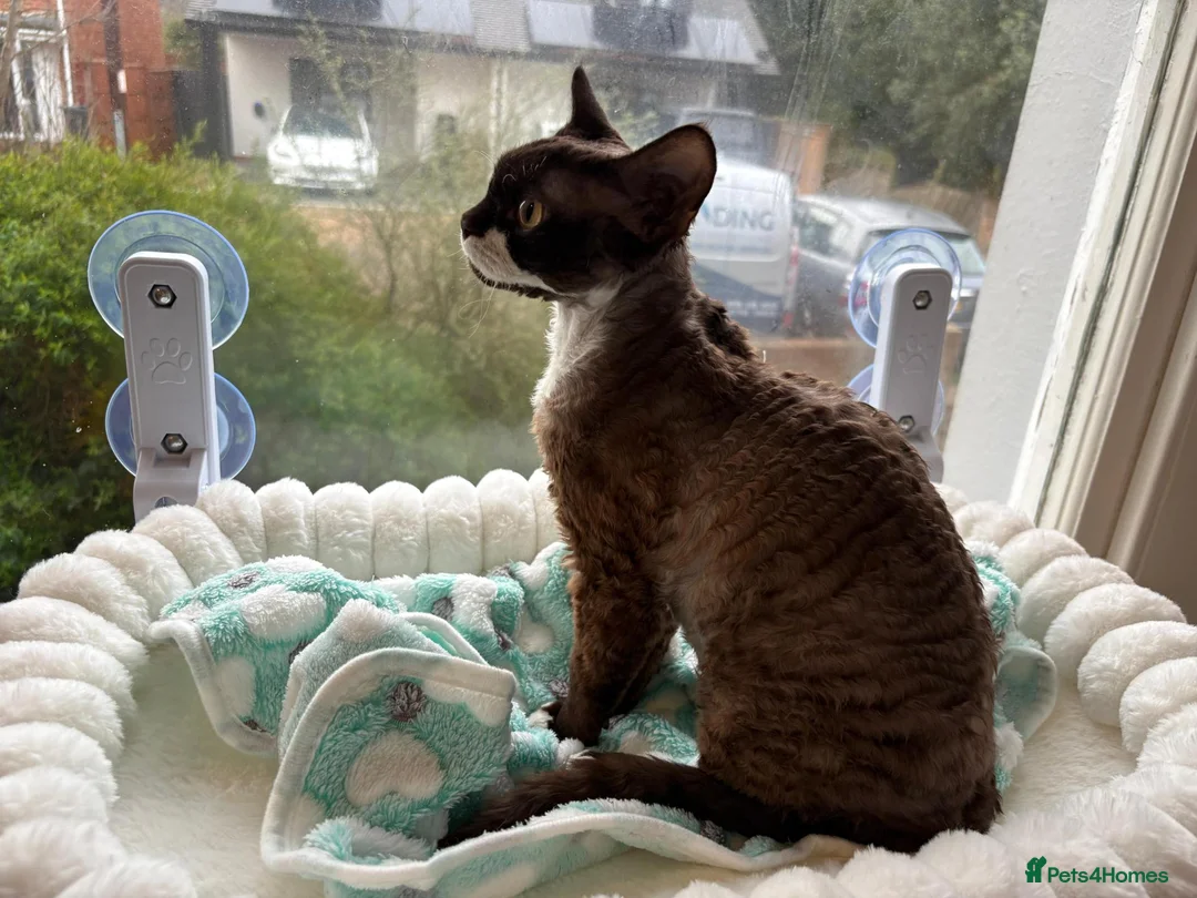 Devon Rex cats for stud: Chocolate Stud boy - Advert 3