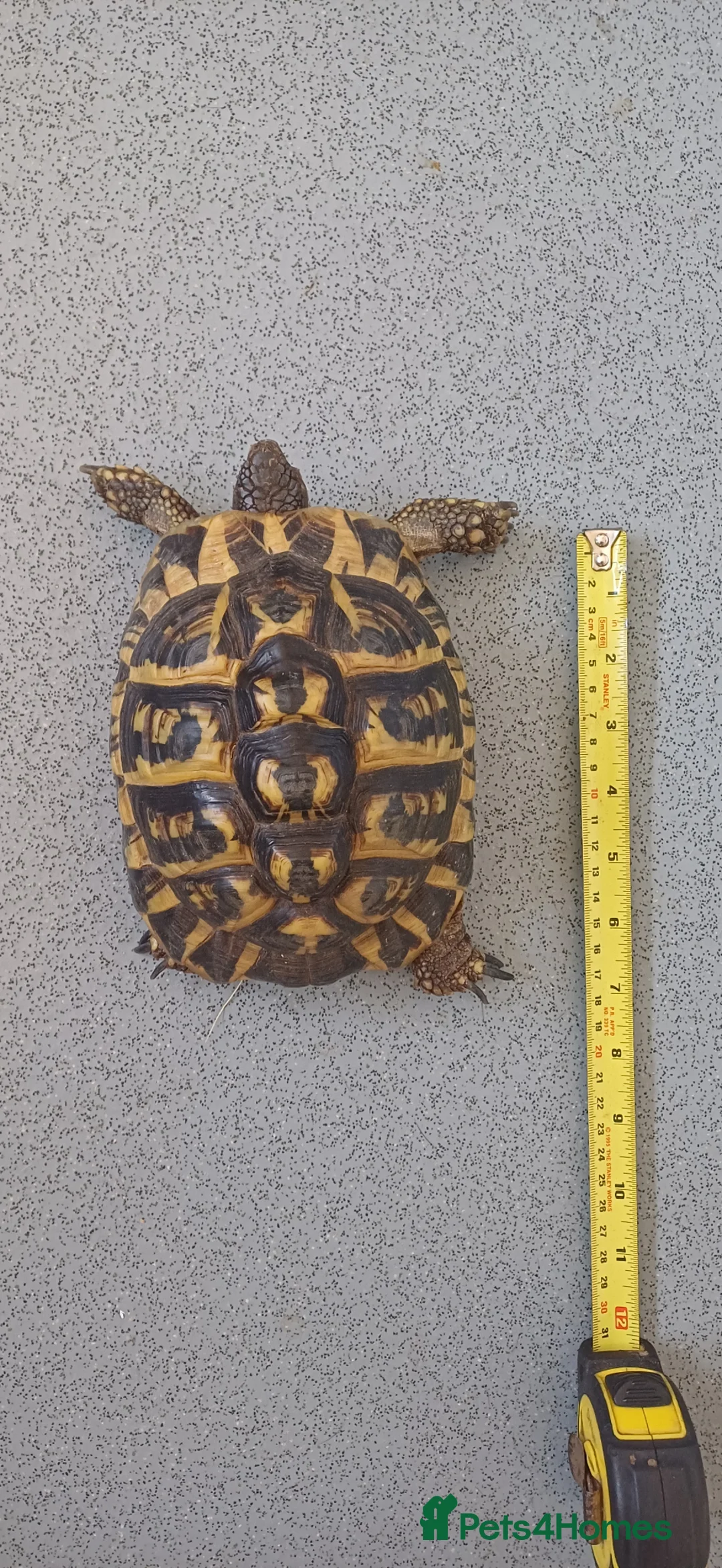Hermann Tortoise reptiles for sale: Two testudo hermanni hermanni dwarf tortoises fm - Advert 1