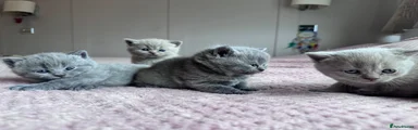British Shorthair Kitten 1