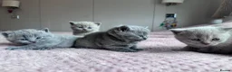 British Shorthair cats for sale: Adorable British Shorthair Kittens Lilac and Blue in Waltham Cross - Advert 6