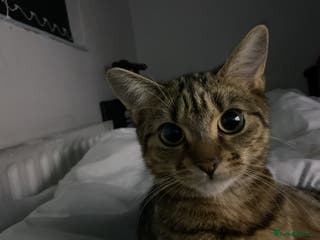 Bengal cats Bengal female cat 9 months old - Advert 9