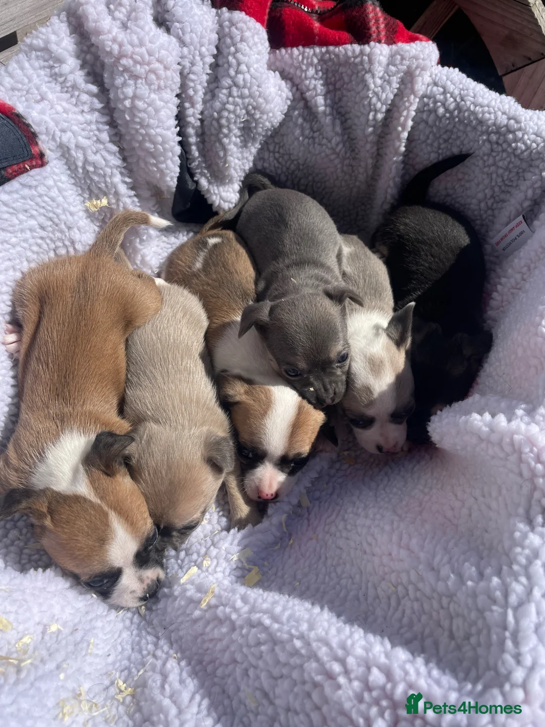 Jack Russell dogs for sale: Jack Russell puppies blue and white - Advert 21